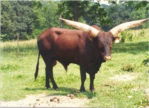 Adventure had it all, size, huge horns for his time. 
