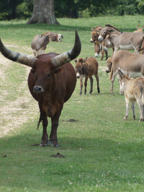 Sallie with her donkeys